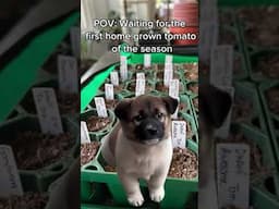 Home Grown Tomatoes Taste Better Than Store Bought Tomatoes #gardening #veggiegarden #tomatoes