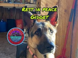 Rest In Peace Gidget. Saying goodbye to our sweet girl.