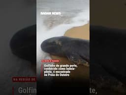 RADAR NEWS - ANIMAL MARINHO MORTO EM PORTO SEGURO