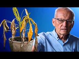 Why Your Plants Keep Dying (and how to fix it!)