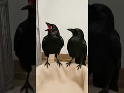 Crow Sound Crowing 🐦‍⬛ Crow singing and dancing #shorts