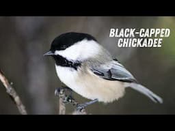 Black Capped Chickadee Call – Real Bird Sound & Song in Nature