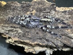 Poeccilotheria striata, Mysore ornamental   rehouse and care
