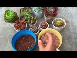 THE MOST IMPORTANT TOPIC | SUCCULENT SOIL MIX