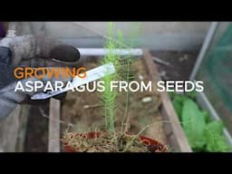 I Grew Asparagus From Seeds