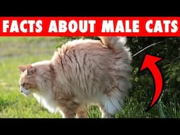 What Makes MALE CATS So Different?