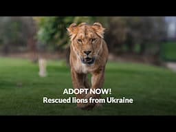 ADOPT NOW! Rescued lions from Ukraine I The Big Cat Sanctuary