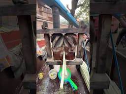 This Is How India Made Sugarcane Juice Centuries Ago!