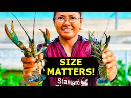 How we grow THOUSANDS of crayfish babies in a simple setup!