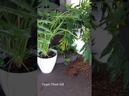 The mess - When a plant Falls....
