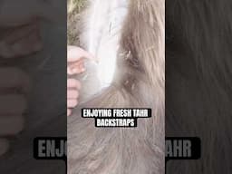 Trail Prepares a Simple Tahr Dish After a Long Hunt