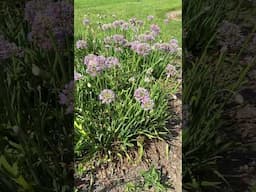 Add this low maintenance pollinator heaven to your garden! #gardeningideas