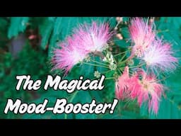 This 2000 Year Old Medicine Brightens the Mood and Uplifts the Spirit