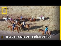 Heartland Veterinerleri | WILD