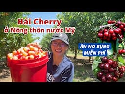 Về vùng quê Mỹ hái Cherry, Dâu Tằm ăn Ngon ngất người