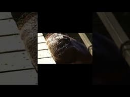 The Story Of The World's Friendliest Hippo 😍🦛#shorts