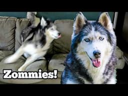 Our Siberian Husky's Epic Couch Zoomies! 🐾 Remembering Oakley