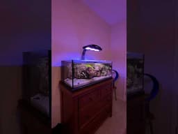 What I look for in a good reef LED