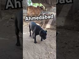 Rottweiler Dog attack in Ahmedabad #rottweiler #ahmedabad #shorts #viralshorts #viralvideo