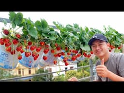 My Secret to Gorgeous Tomatoes and Strawberries? Just One Simple Move!