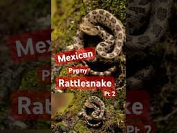 Rare, Venomous, and Almost Unknown: The Mexican Pygmy Rattlesnake Pt 2 #venomouscreatures