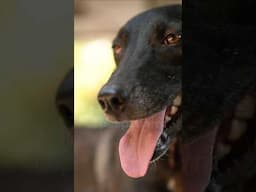 Garmi mein dogs pagal ho jaate hain? #peepalfarm