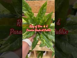 Big Box Store Plant Finds #shorts #shortvideo #houseplants #publix