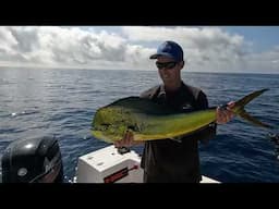 Catching Mahi Mahi On Live Baits With Tackling Australia