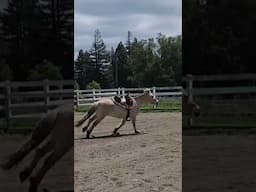 Training my Norwegian #fjordhorse 😍