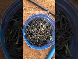 Thu hoạch đậu xanh tại vườn mini | Harvesting green beans in the mini garden #farming