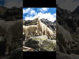 Discover the Ever-Changing Beauty of Hampta Pass Trek | Trek The Himalayas