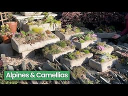 Tour of a Beautiful Plant Nursery Growing Alpines & Camelias | Rotherview Nursery