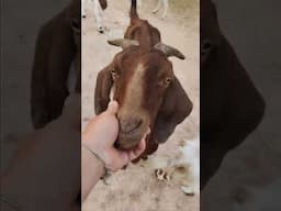 That's What GOATS Do!