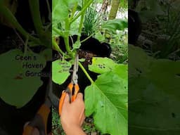 Pruning Eggplant #viralshort #gardening #viralvideo #vegetables #viralvideo #plants #garden