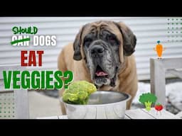 Can Dogs Eat Vegetables? Why My Dogs Do and How I Feed Them | RAW FEEDING 101