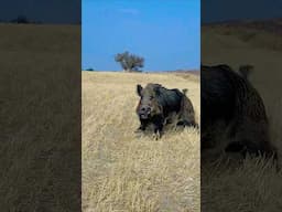 Wildboar hunting ! #okaysahin #hugluveyron  #Sightmark