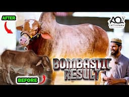 Bombastic Result on Basic Package | AQ Cattle Farm | Bakra Eid 2025
