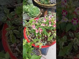 Acho que agora tenho todas as cores da torenia