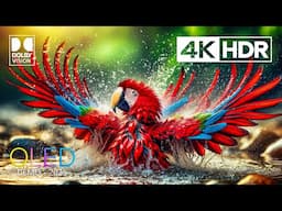 Only The Best HDR 4K 60FPS Video - Dolby Vision OLED Demo (4K / 8K TV)