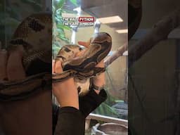 Think ball pythons are just chill pets? 🤔