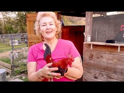 4 Reasons You Don't Need A Rooster