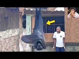 Giant Human Sized Bat Was Inside Abandoned House ❗❗😱