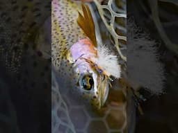 Fly Fishing's Most Underrated Hatch?