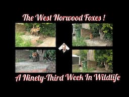 A Ninety-Third Week In Wildlife - The West Norwood Foxes !