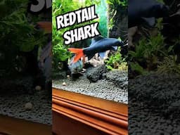 Redtail Shark Cruising #exoticaquariumfish #fishaquarium #fishtank #aquarium #planetaquarium