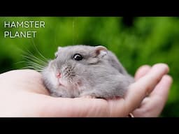 Hamster Planet: A Day with Meatball