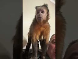 Happy Birthday! #happybirthday #monkeys #shorts