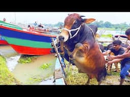 cow unloading, cow videos, cow video, animal, big cow, goru hamba cow, Ep-226