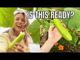 IS THIS CUCUMBER READY?? / ALLOTMENT GARDENING UK
