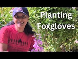 Planting Foxglove That I Winter Sowed  || Budget Gardening